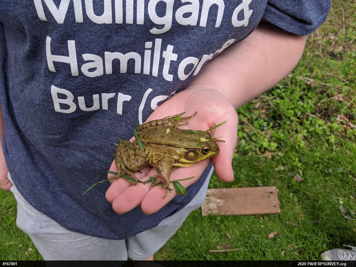 Green Frog