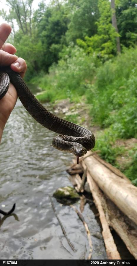 Northern Watersnake