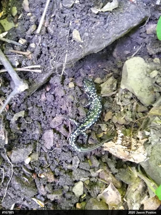 Northern Slimy Salamander