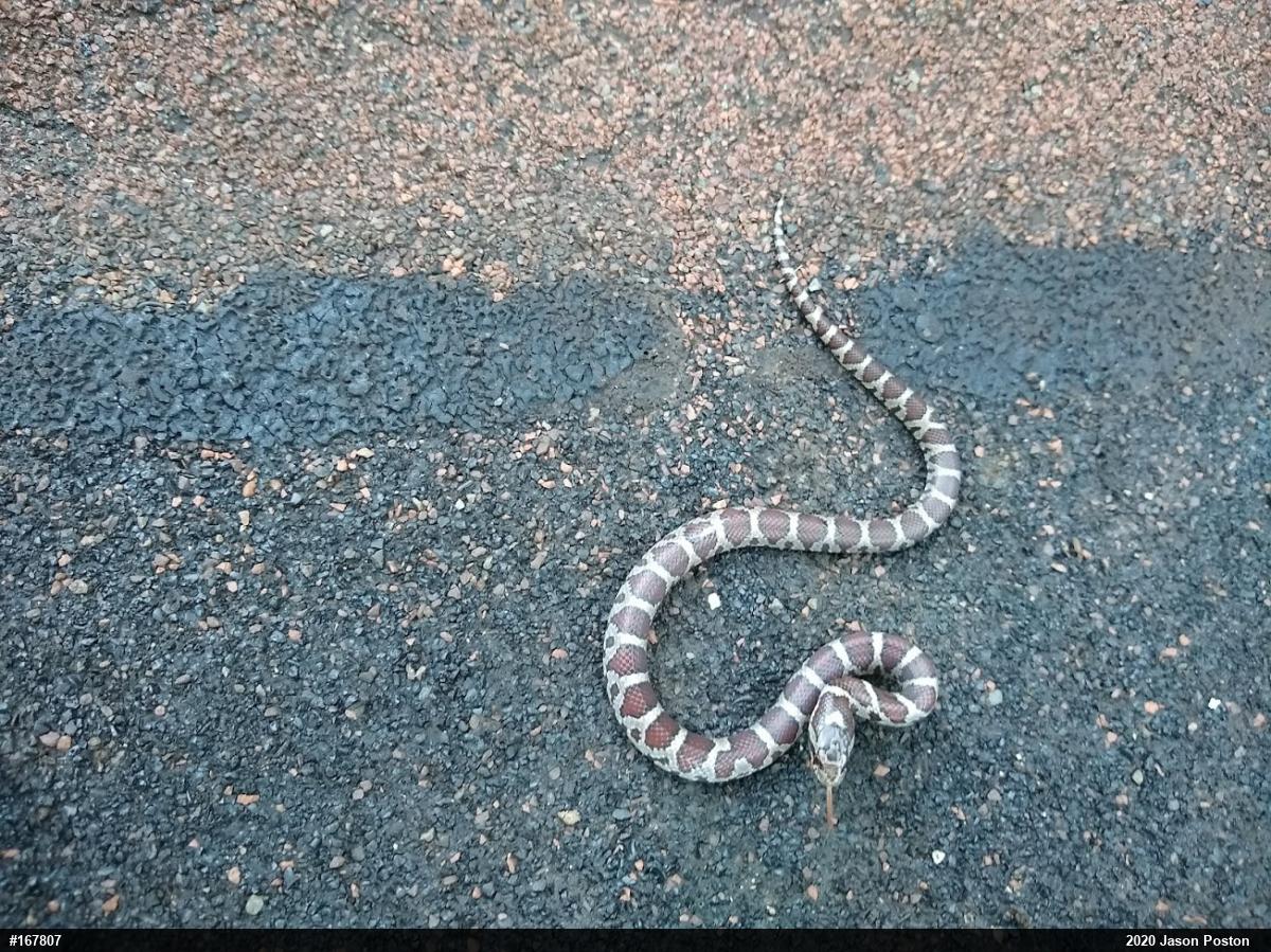 Eastern Milksnake