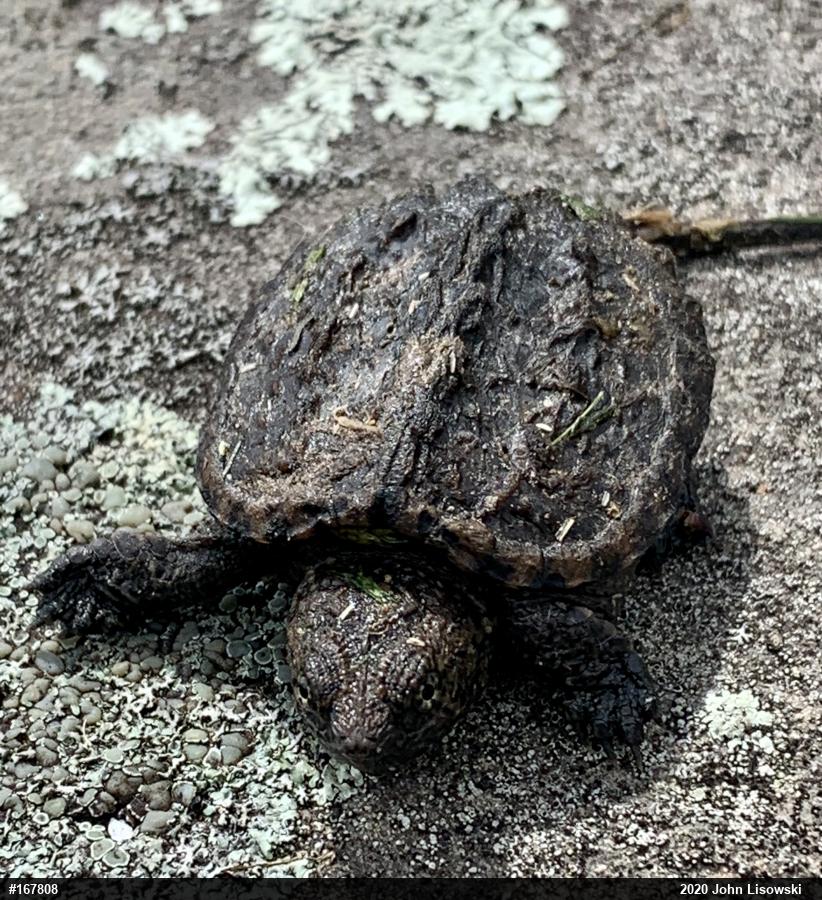 Snapping Turtle