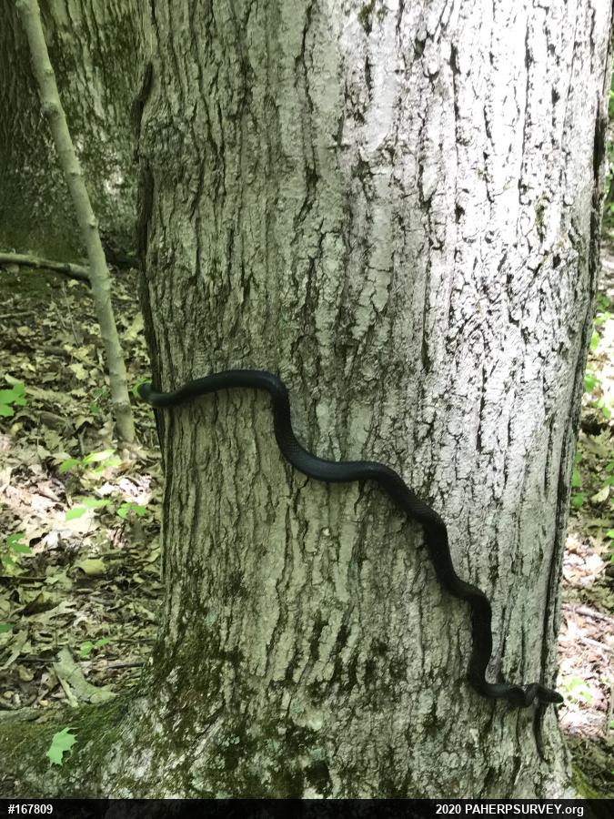 Eastern Ratsnake
