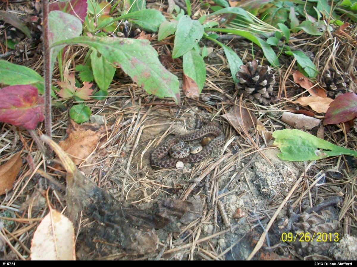 Eastern Gartersnake