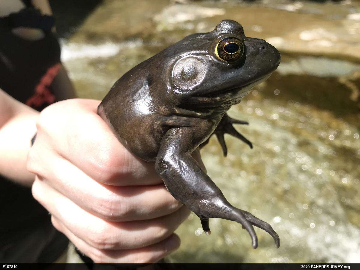 American Bullfrog