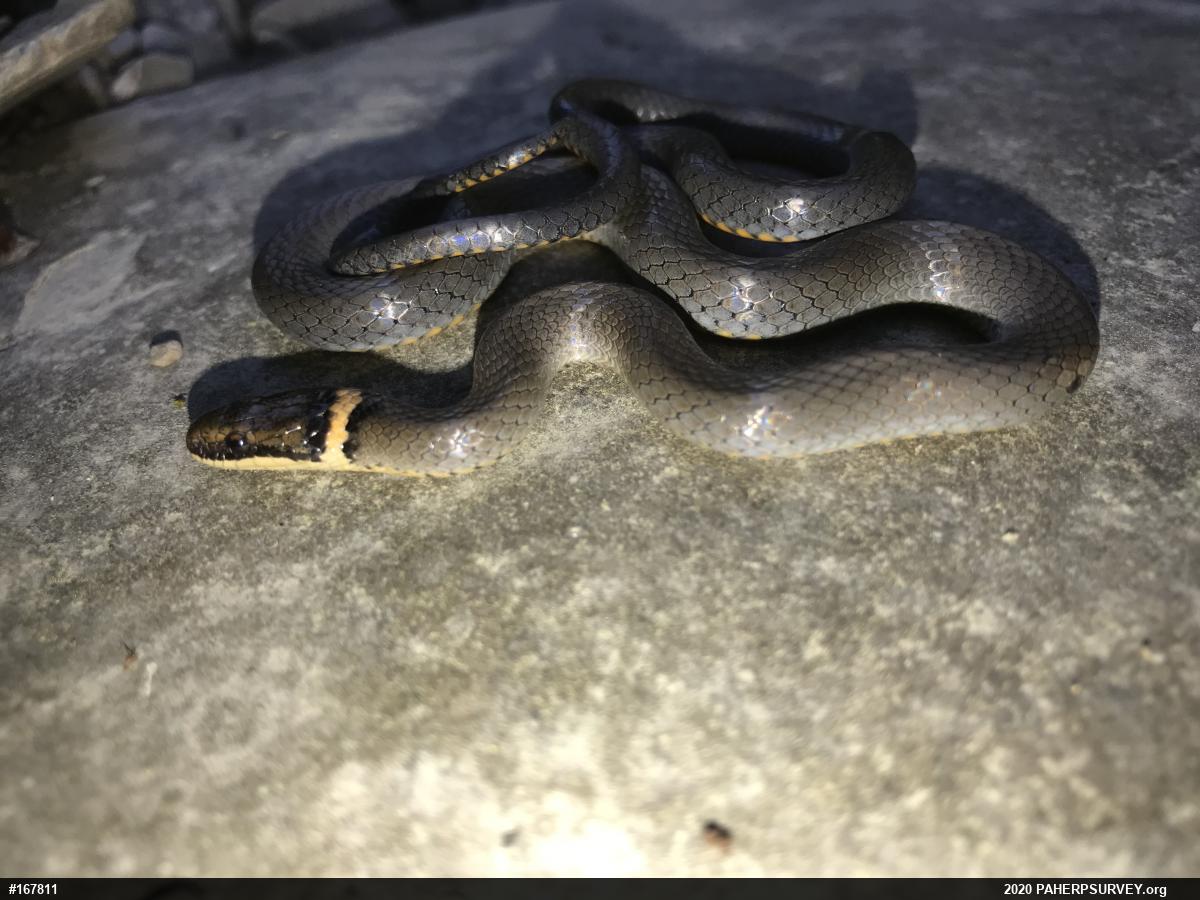 Northern Ring-necked Snake