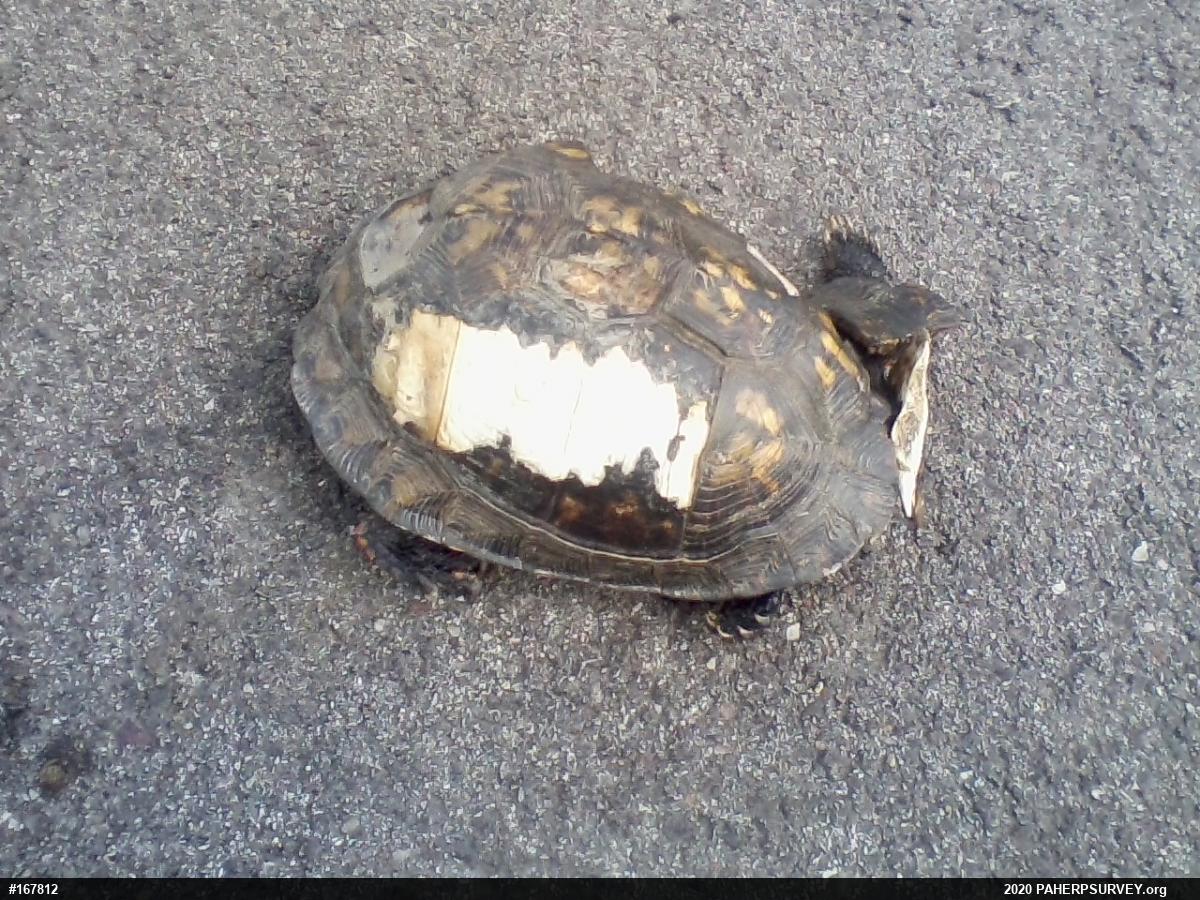 Eastern Box Turtle