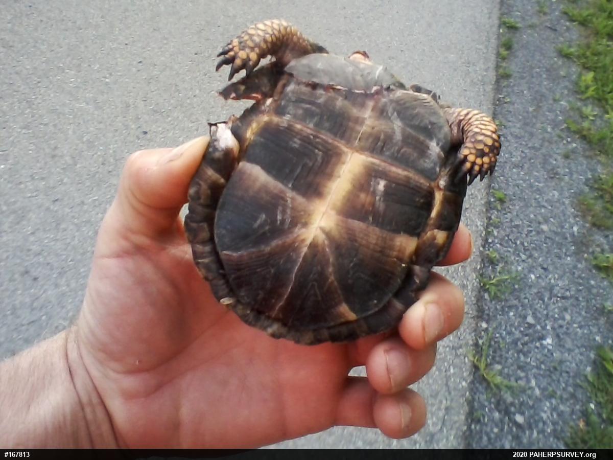 Eastern Box Turtle