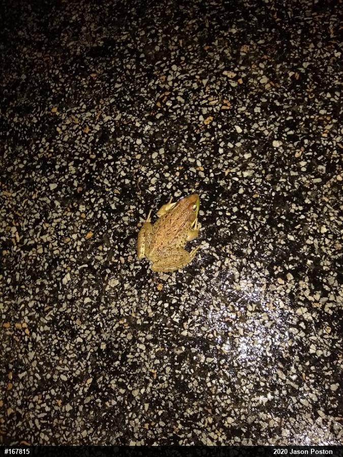 Green Frog