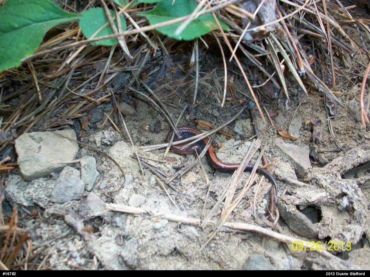 Eastern Red-backed  Salamander