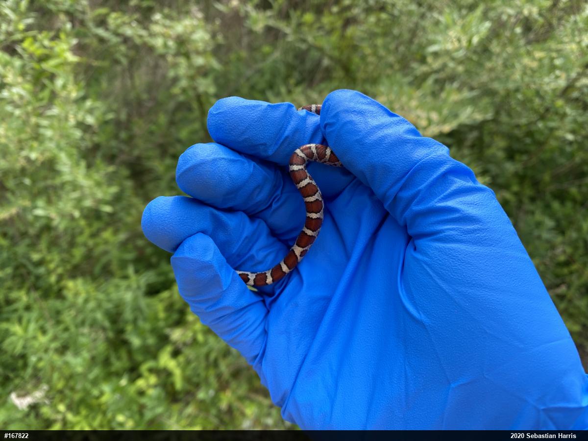 Eastern Milksnake