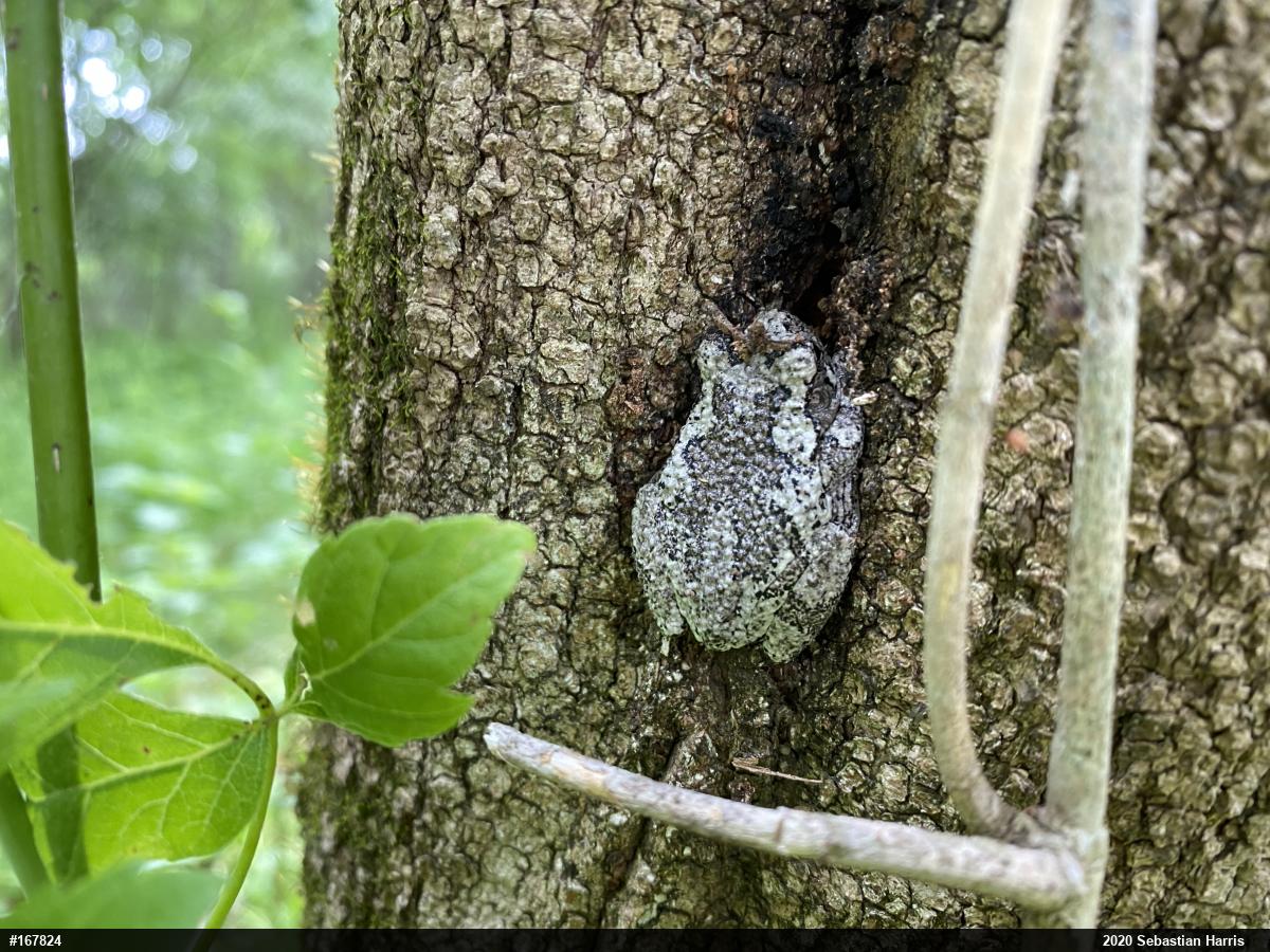 Unknown Gray Treefrog