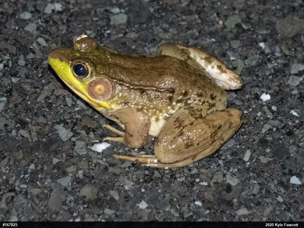 Green Frog