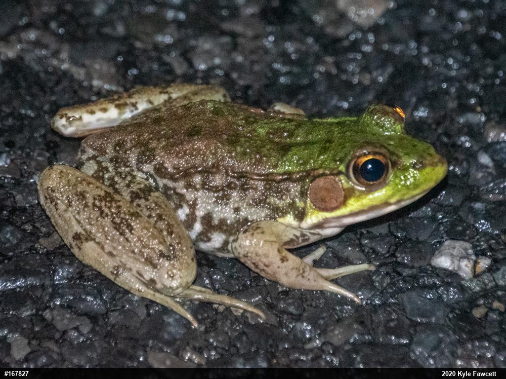 Green Frog