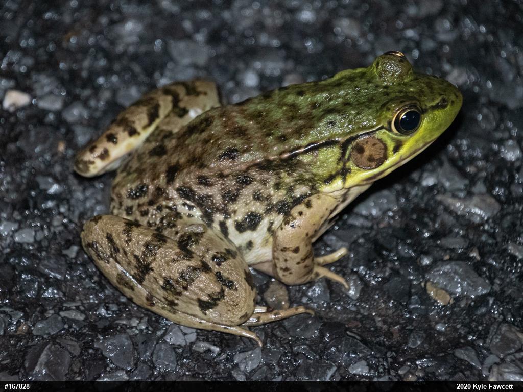 Green Frog