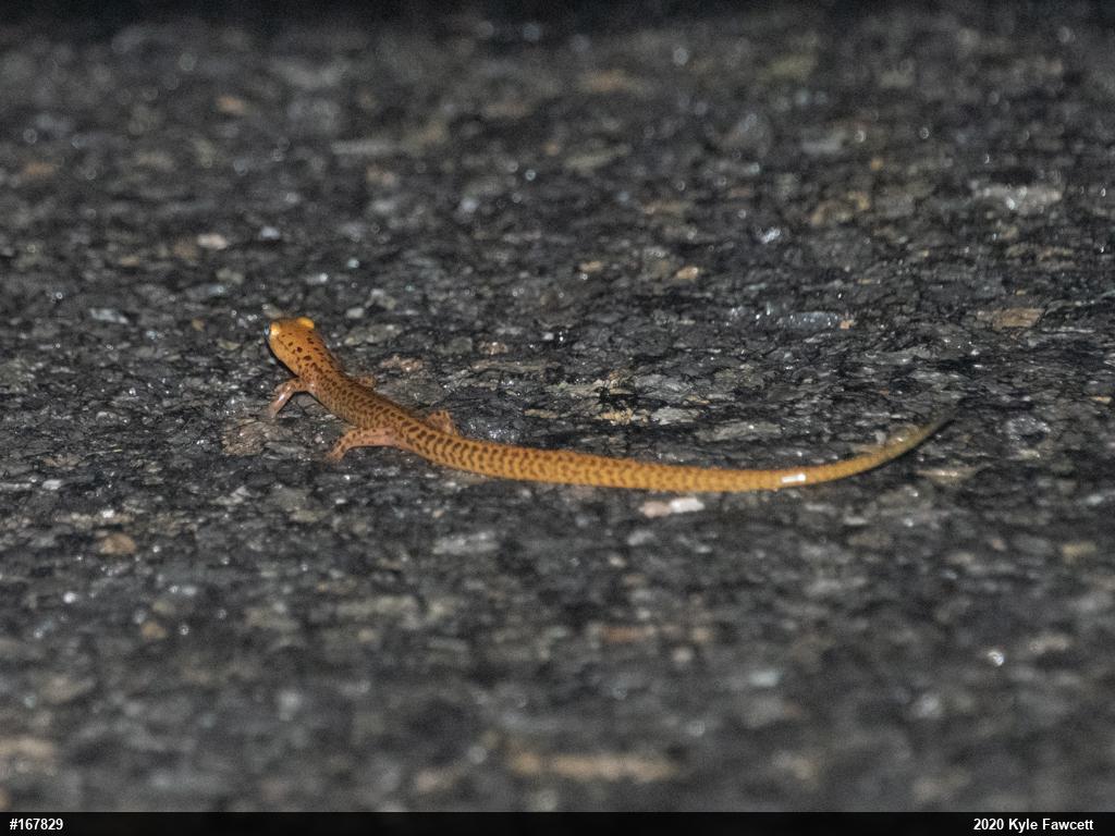 Eastern Long-tailed Salamander