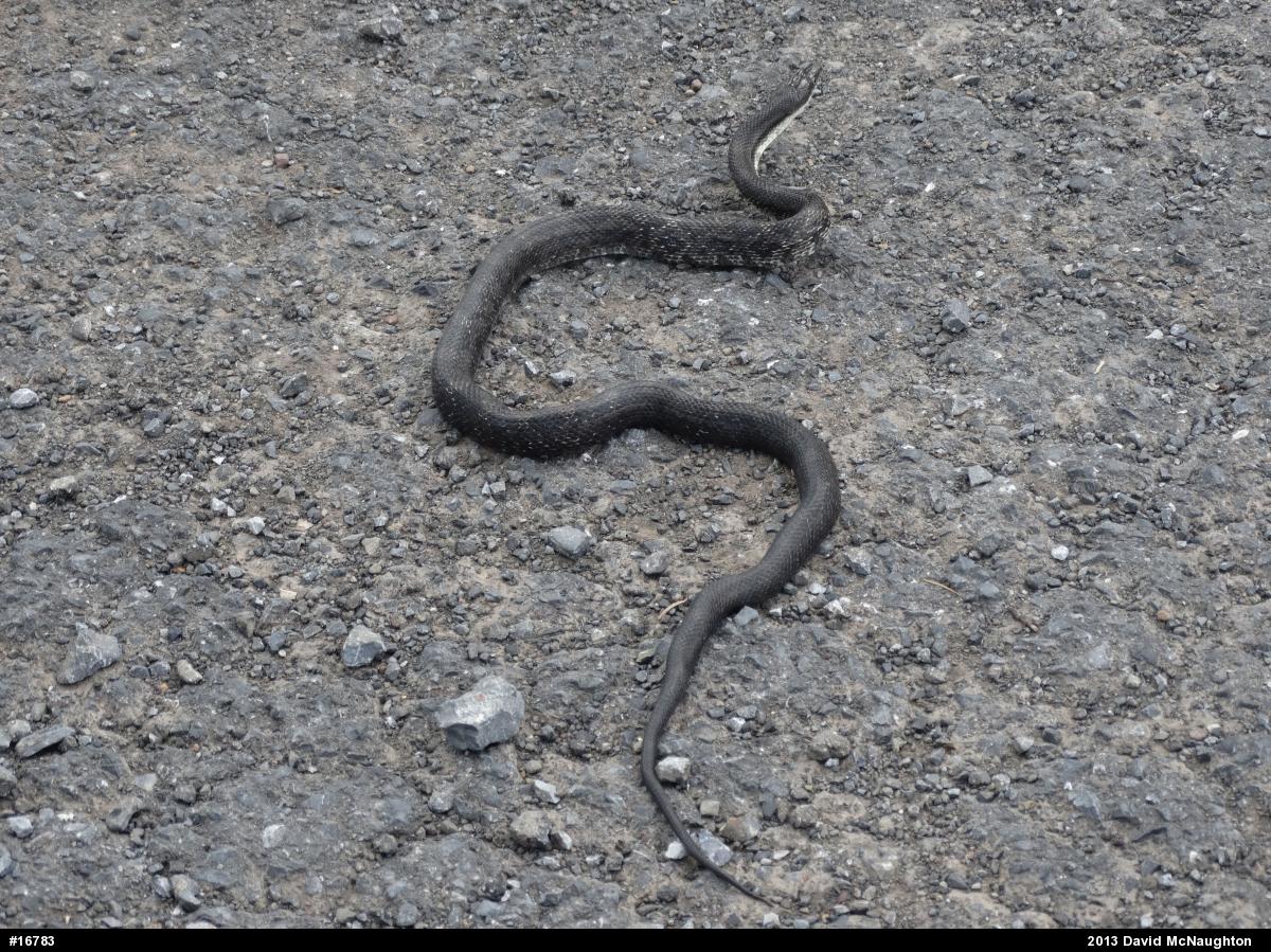 Eastern Ratsnake