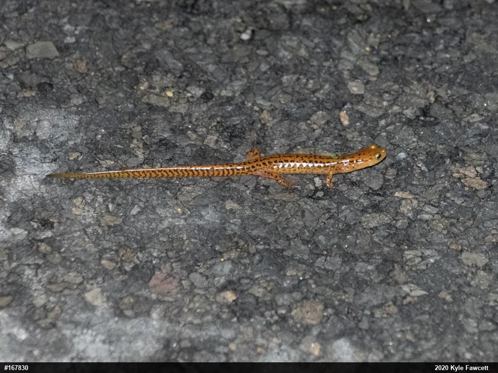 Eastern Long-tailed Salamander