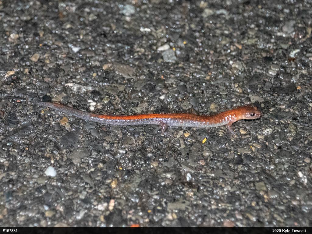 Eastern Red-backed  Salamander