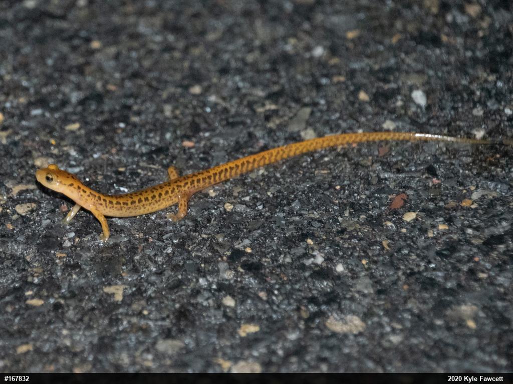 Eastern Long-tailed Salamander