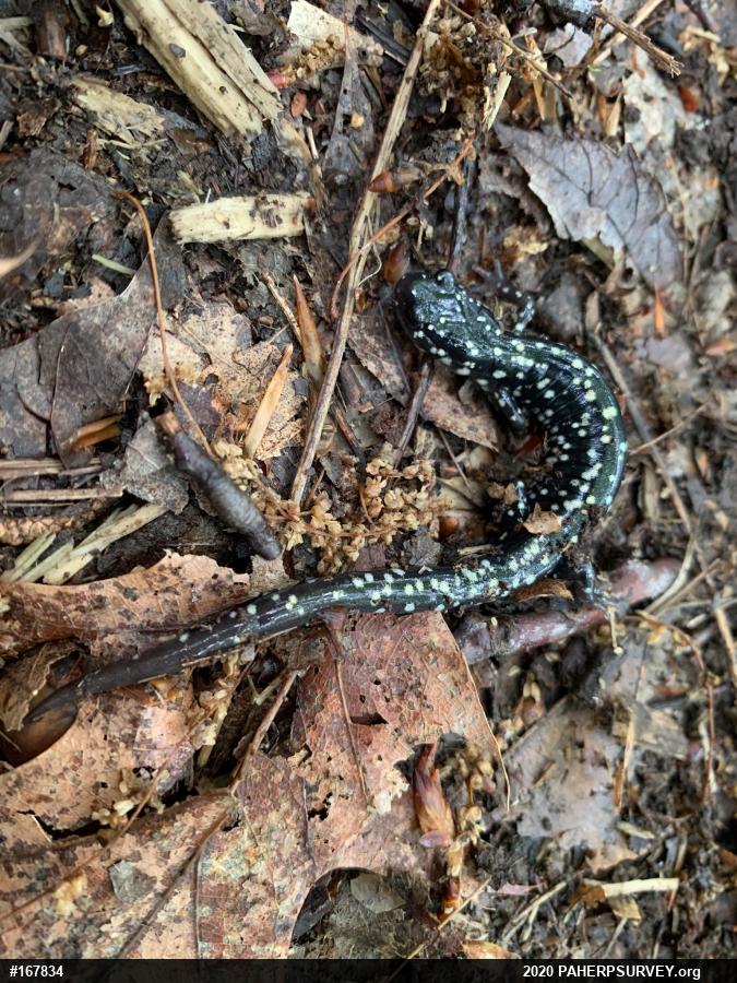 Northern Slimy Salamander