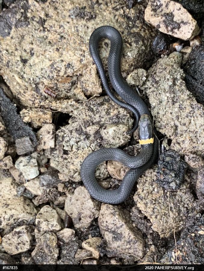 Northern Ring-necked Snake