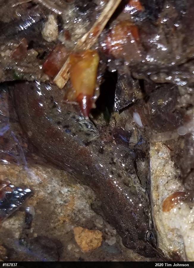 Northern Dusky Salamander