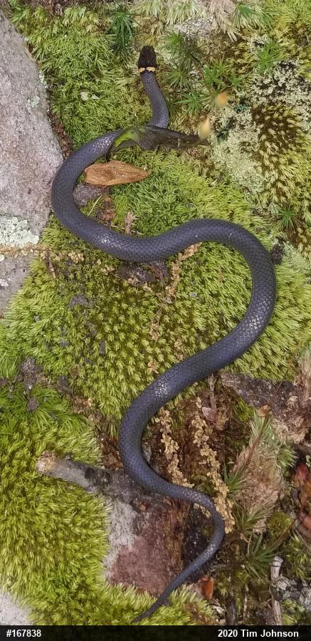 Northern Ring-necked Snake