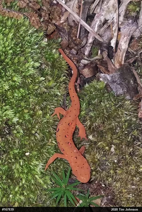 Red-spotted Newt