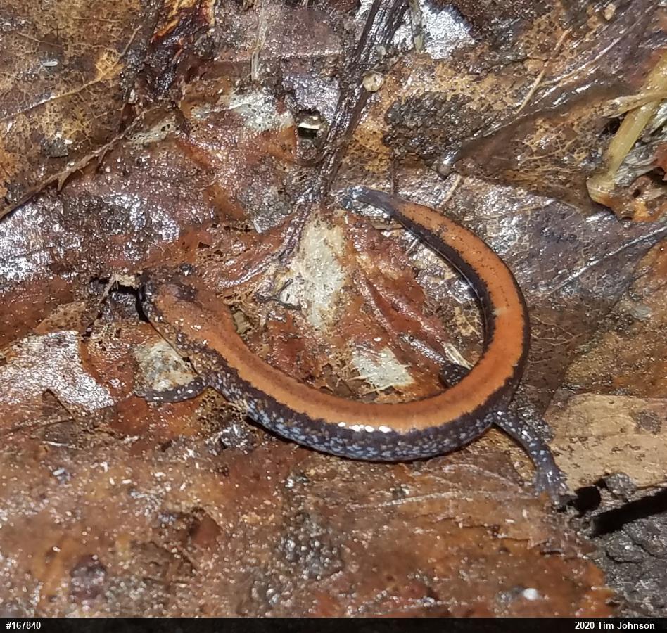 Eastern Red-backed  Salamander