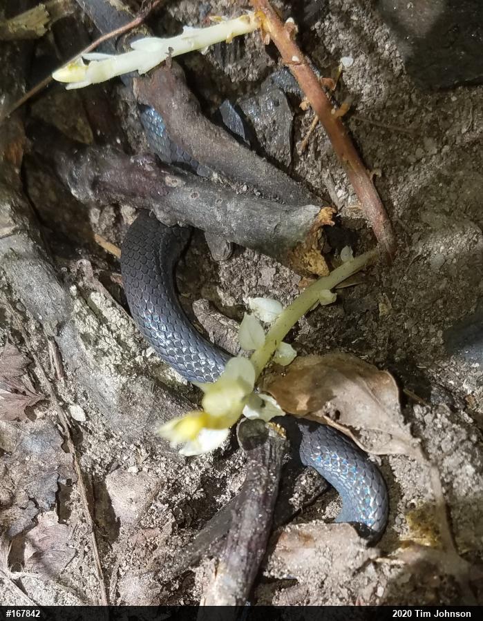 Northern Ring-necked Snake