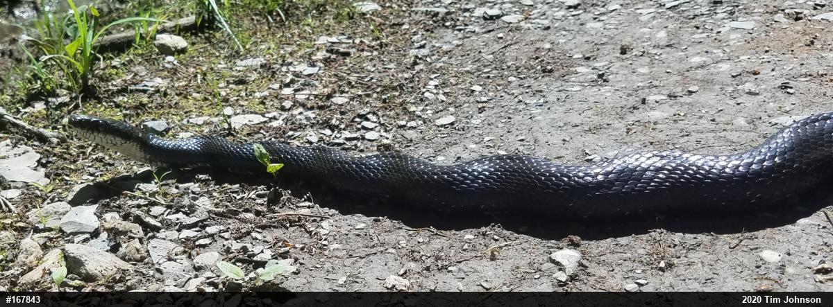 Eastern Ratsnake