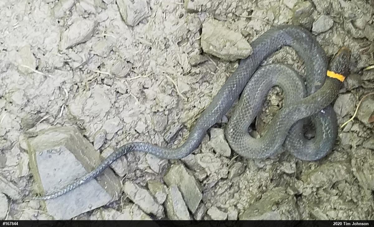 Northern Ring-necked Snake