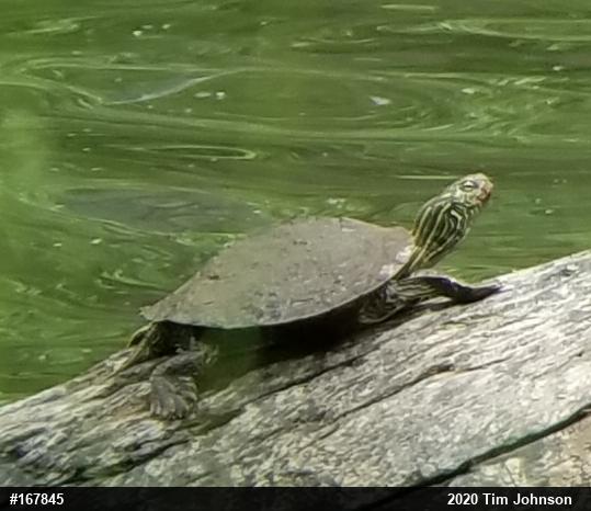 Northern Map Turtle