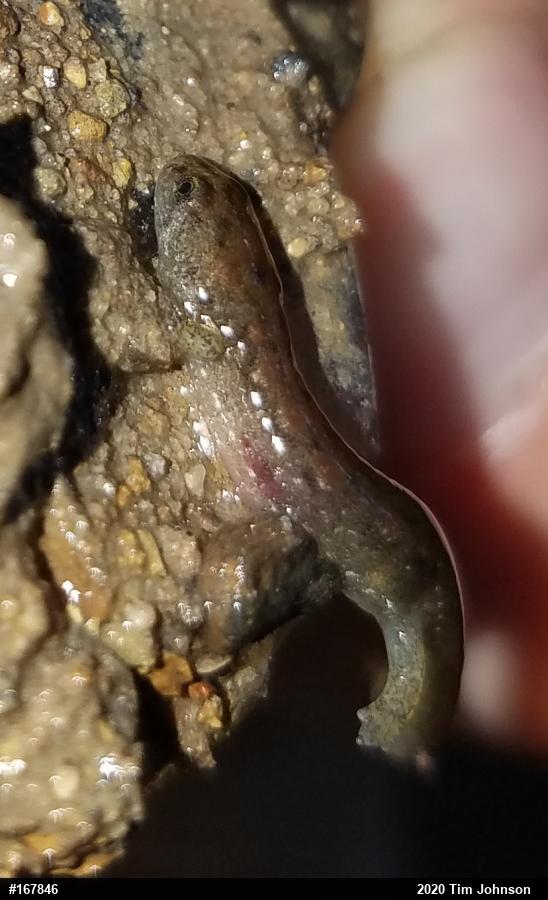 Northern Dusky Salamander