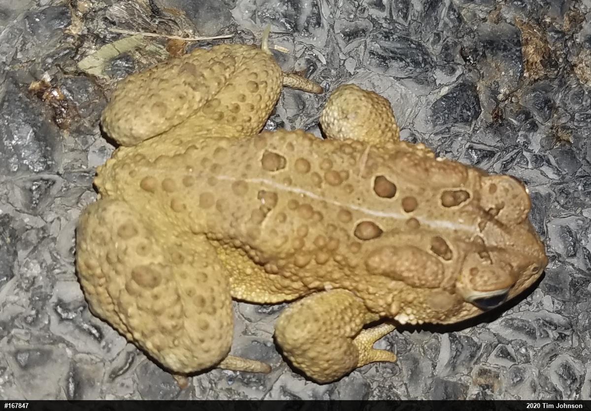 Eastern American Toad