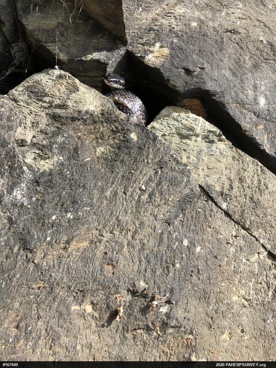 Eastern Ratsnake