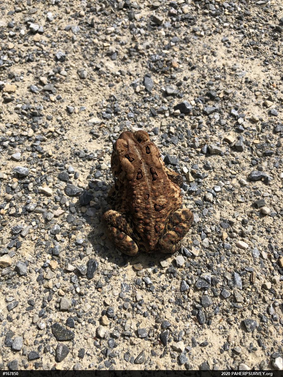 Eastern American Toad