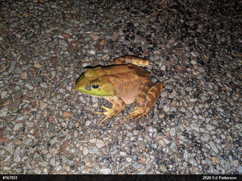 American Bullfrog