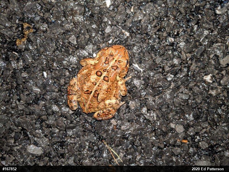 Eastern American Toad
