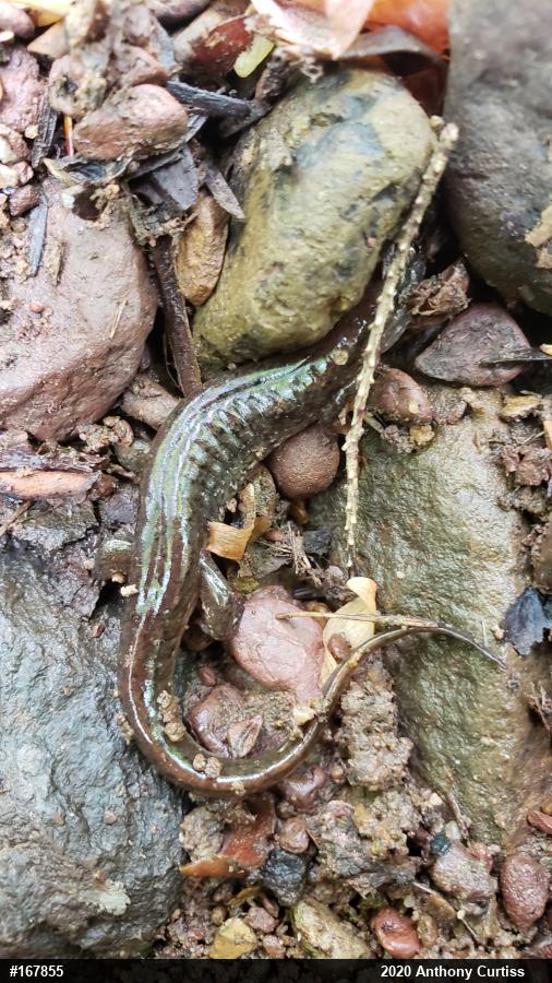 Northern Dusky Salamander