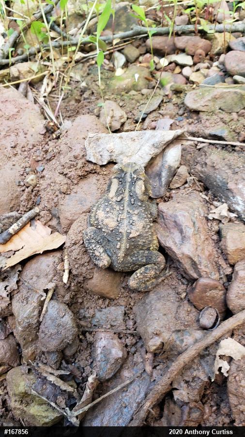 Eastern American Toad