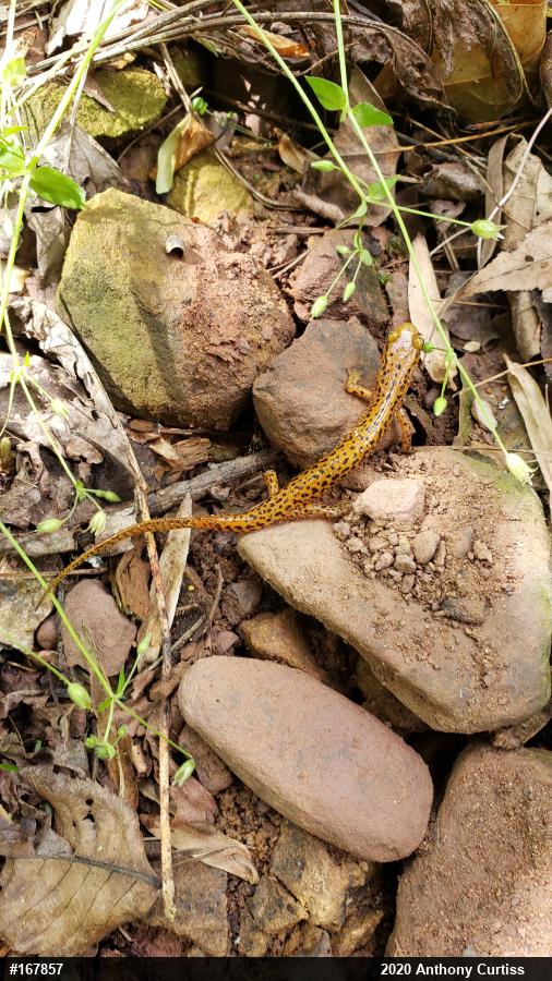 Eastern Long-tailed Salamander