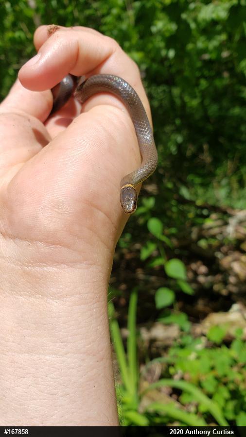 Northern Ring-necked Snake