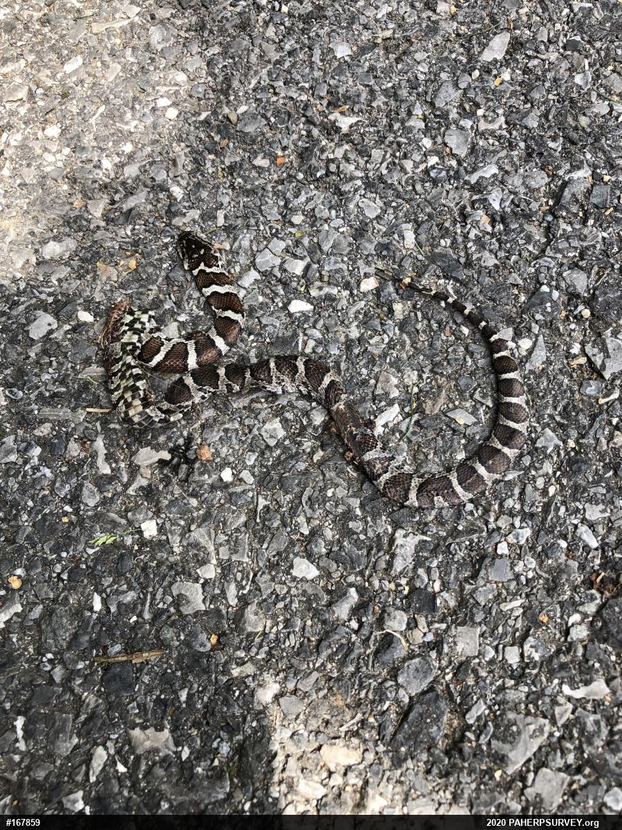 Eastern Milksnake