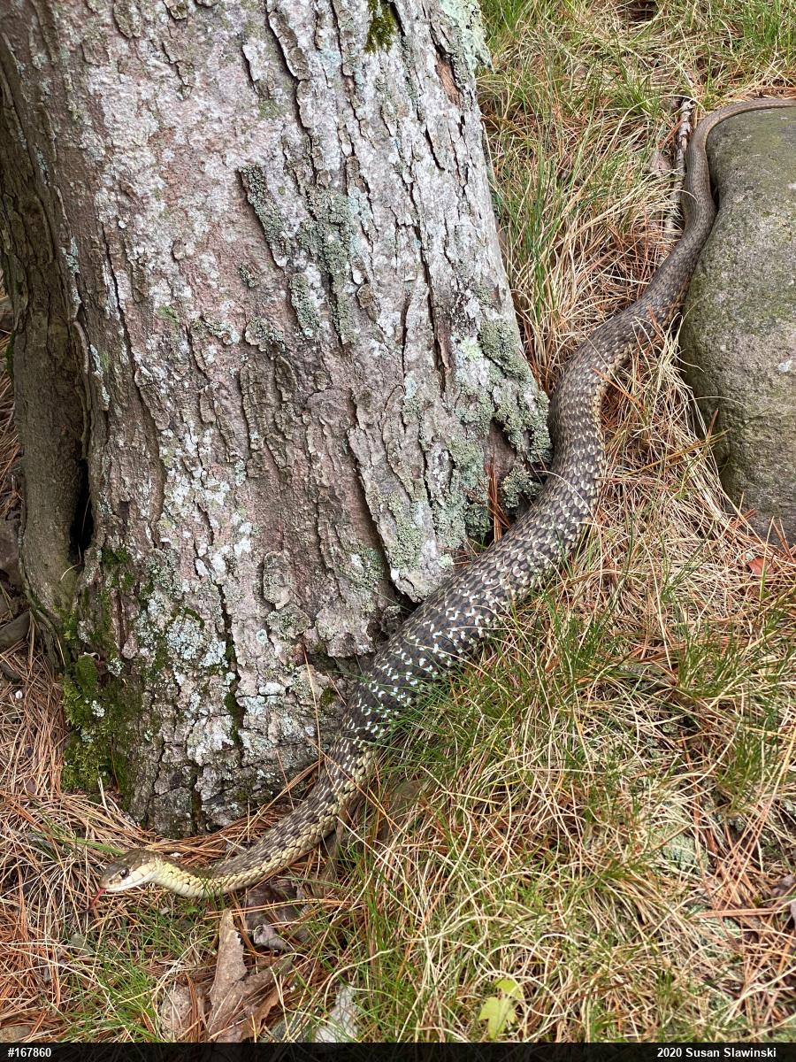 Eastern Gartersnake