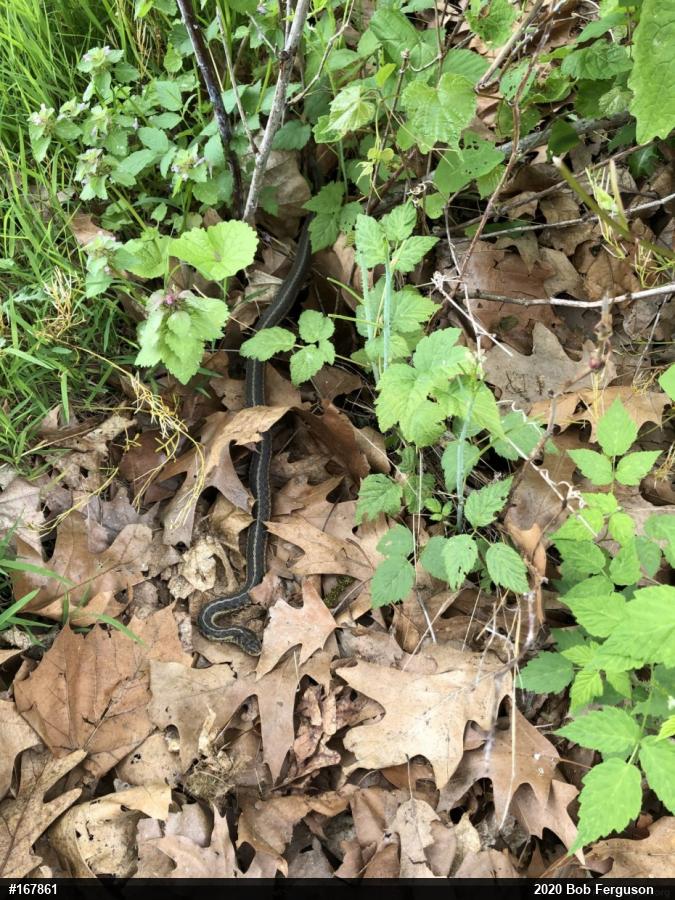 Eastern Gartersnake