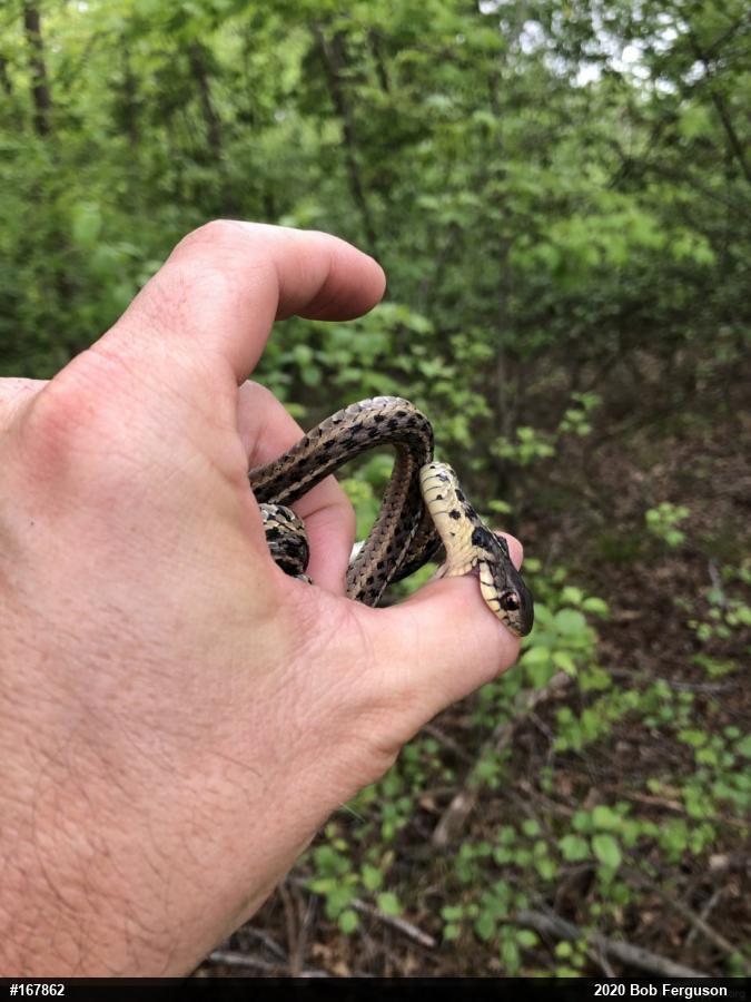 Eastern Gartersnake