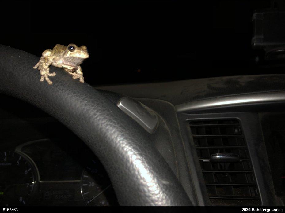 Unknown Gray Treefrog
