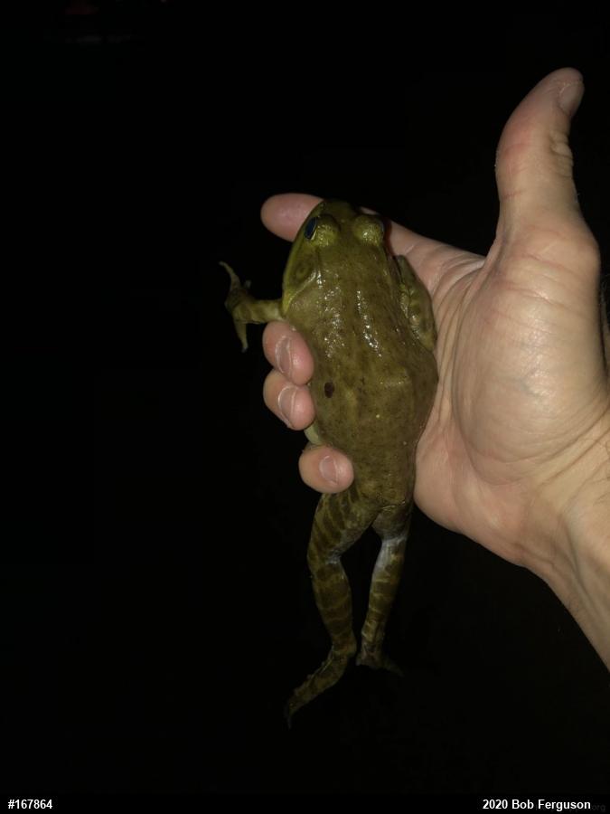 American Bullfrog