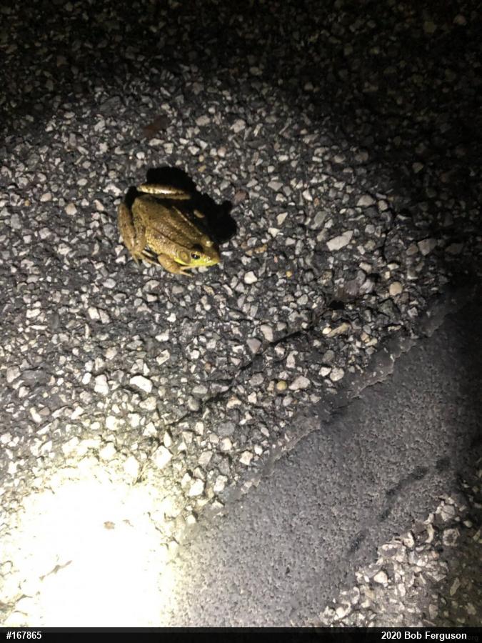 Green Frog